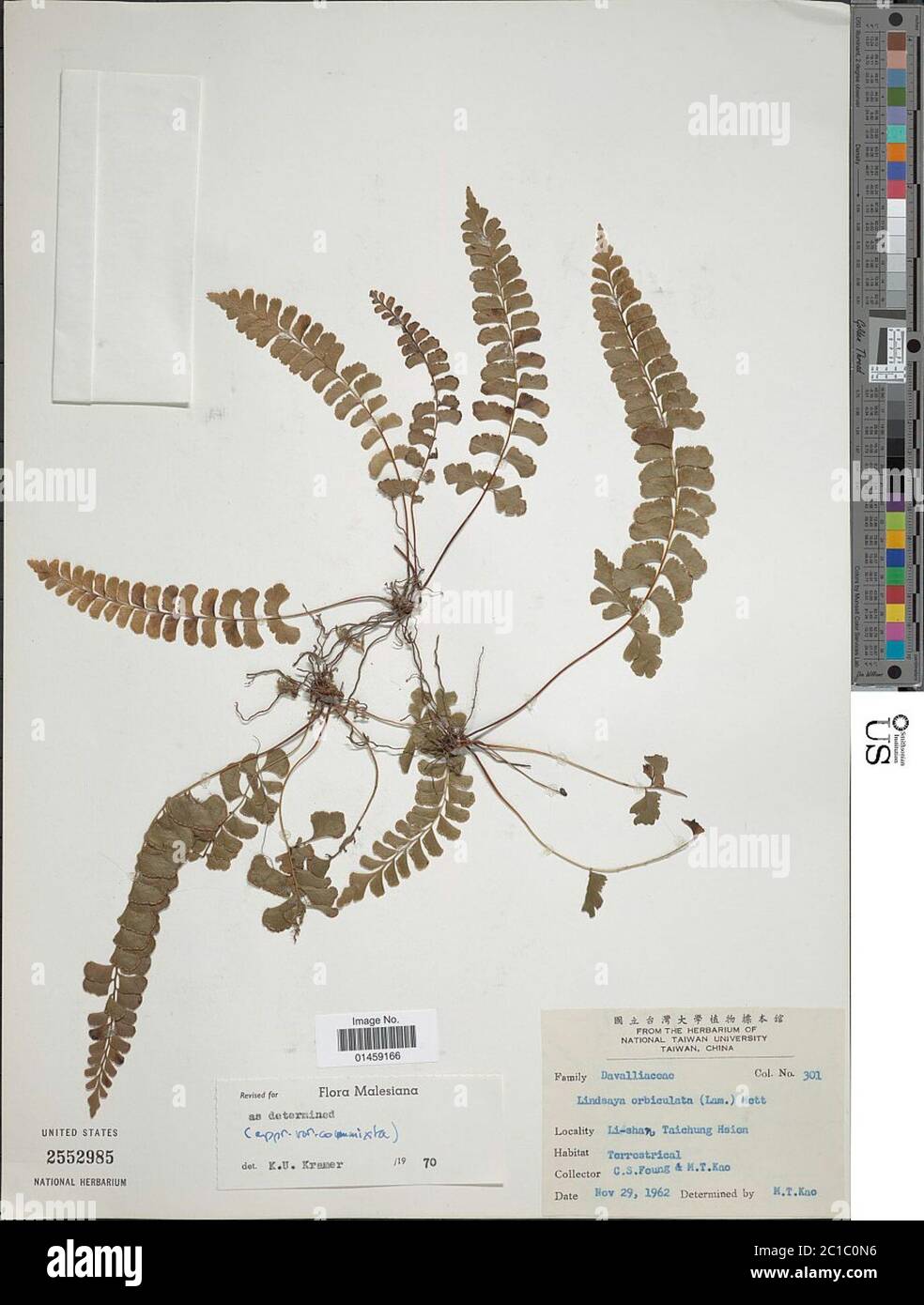 Lindsaea orbiculata Lindsaea orbiculata. Stock Photo