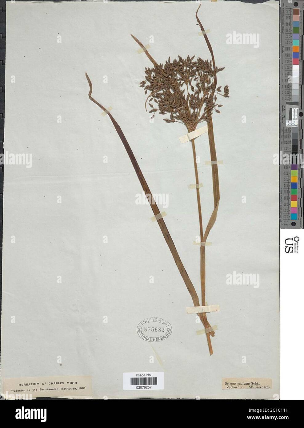 Scirpus sylvaticus Scirpus sylvaticus Stock Photo - Alamy