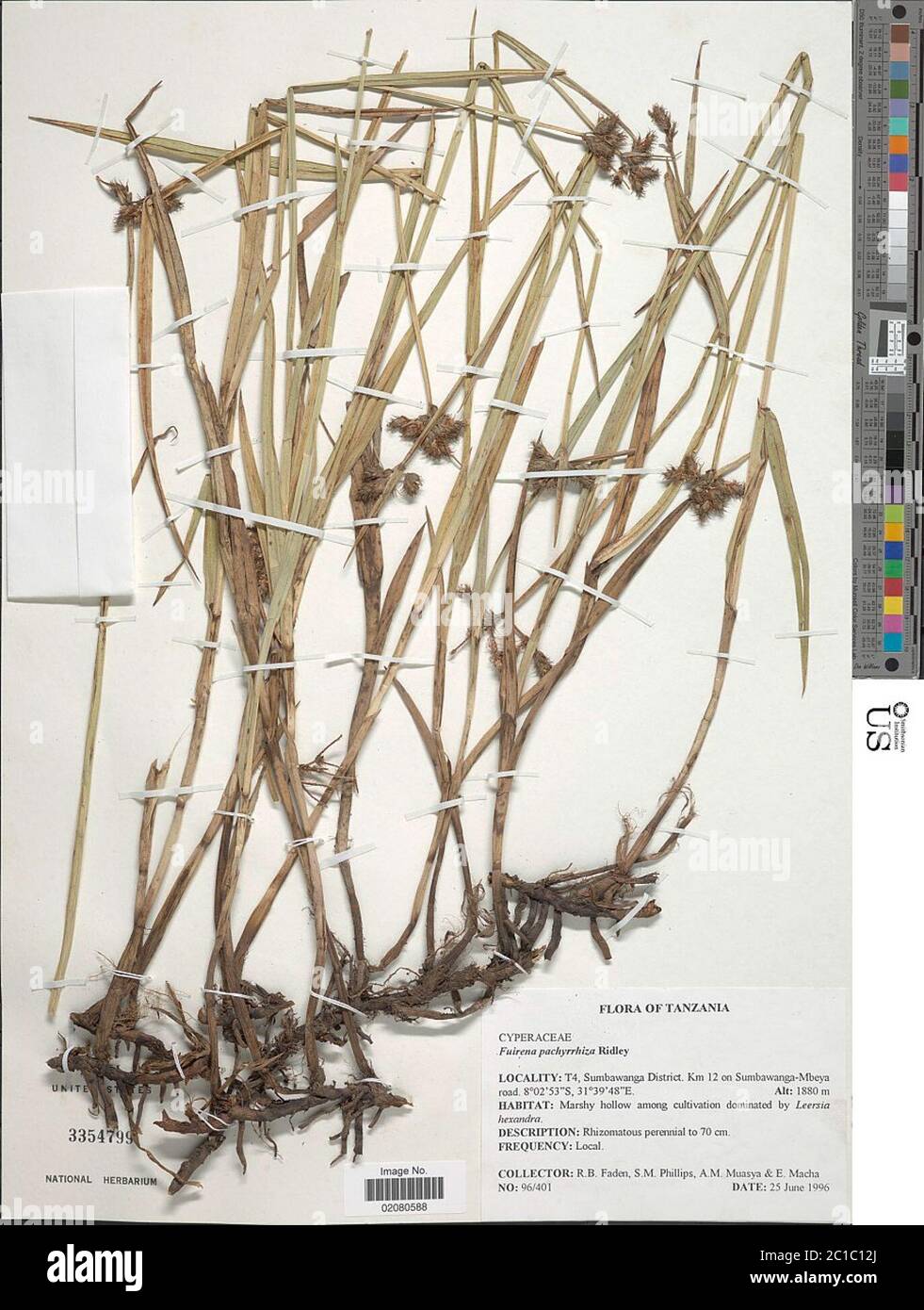 Fuirena pachyrrhiza Ridl Fuirena pachyrrhiza Ridl. Stock Photo