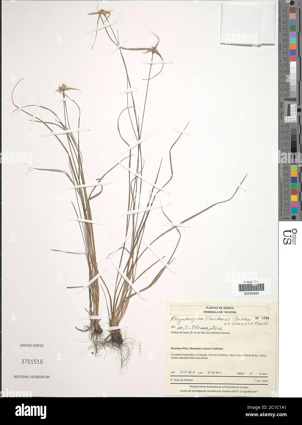 Rhynchospora floridensis Britton ex Small Pfeiff Rhynchospora floridensis Britton ex Small Pfeiff. Stock Photo