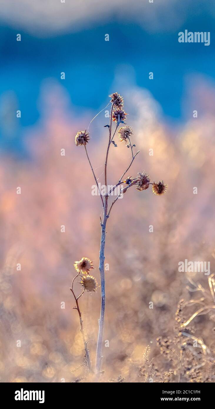 Wildflower frame hi-res stock photography and images - Alamy
