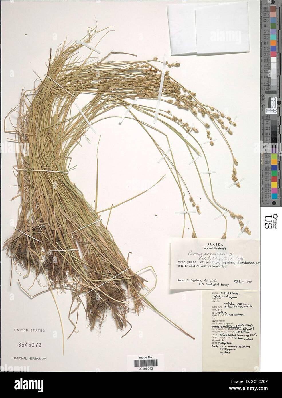 Carex canescens L Carex canescens L Stock Photo Alamy