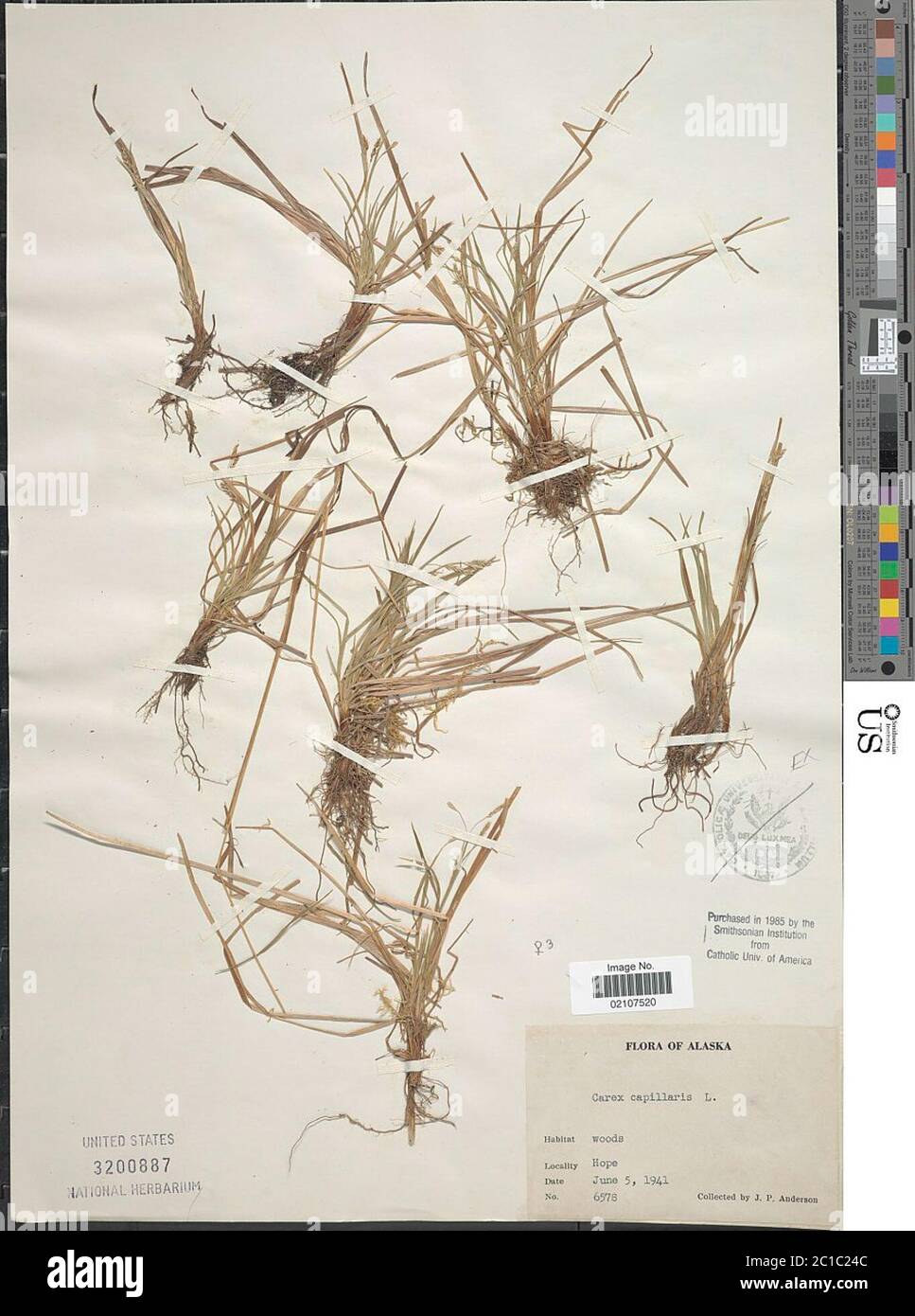 Carex capillaris L Carex capillaris L. Stock Photo