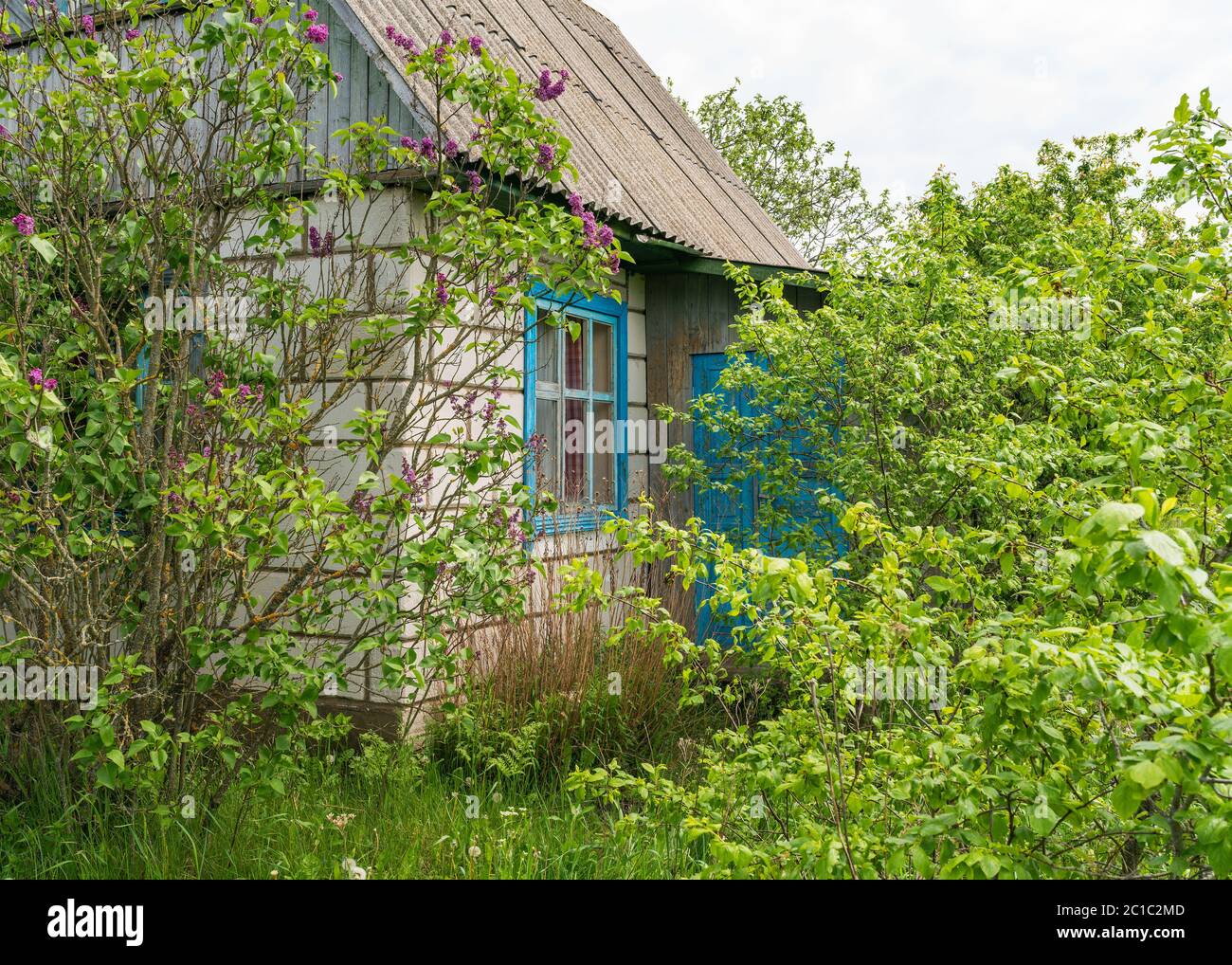 Old village abandoned house in thicket of grass and bushes under a ...
