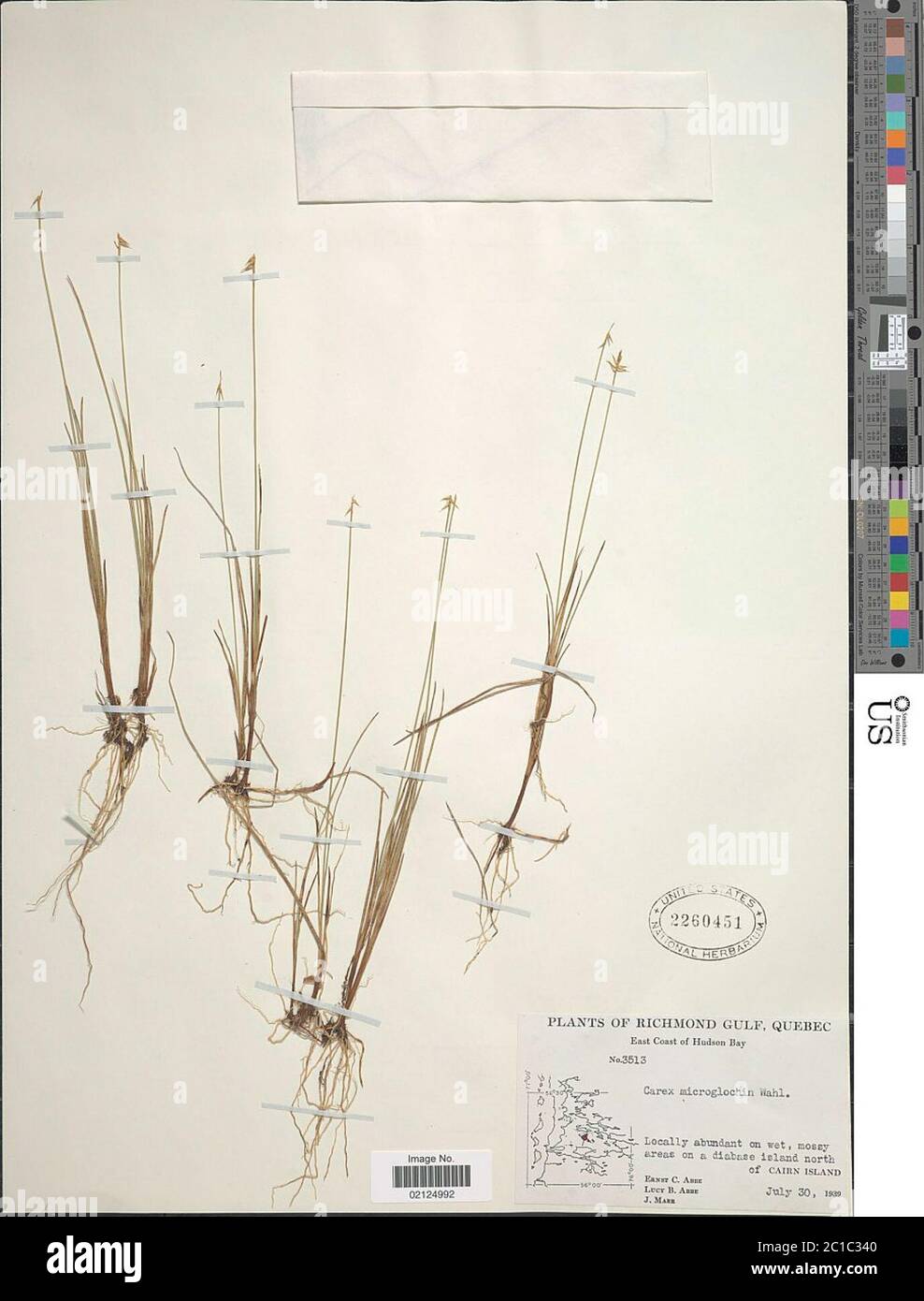 Carex microglochin Carex microglochin. Stock Photo