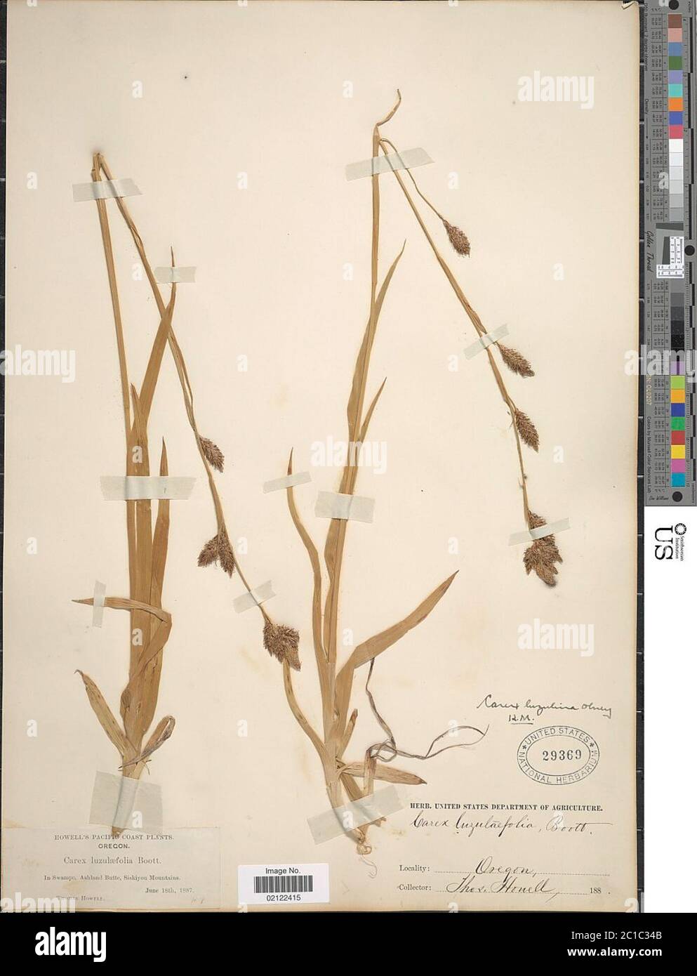 Carex luzulina Olney in A Gray Carex luzulina Olney in A Gray. Stock Photo