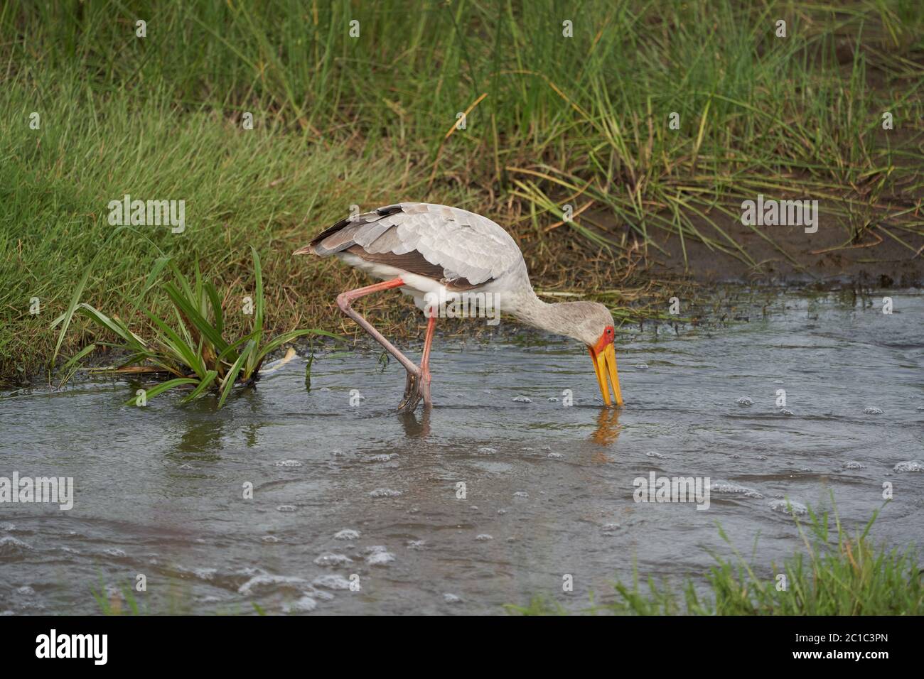 Yellow-billed stork Mycteria ibis also called wood stork or wood ibis arge African wading stork family Ciconiidae Portrait Stock Photo