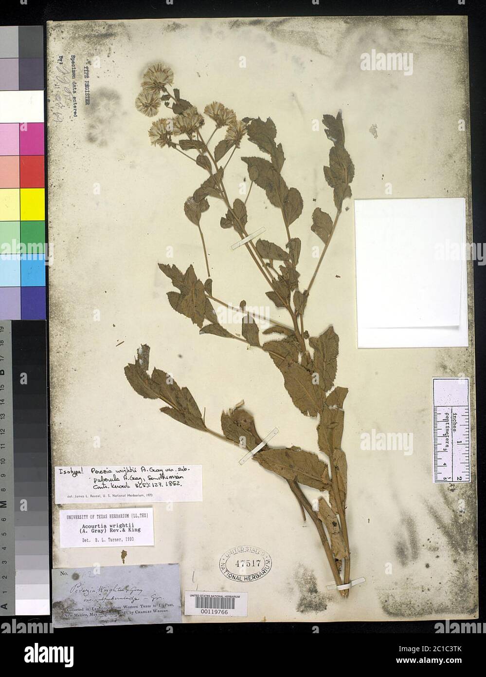 00119766.tif Perezia wrightii var subpuberula A Gray. Stock Photo