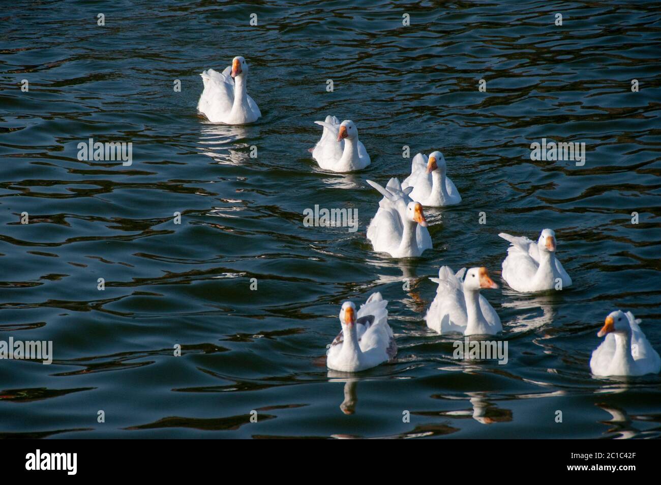 ducks are swimming on the nakki lake of mount abu Stock Photo
