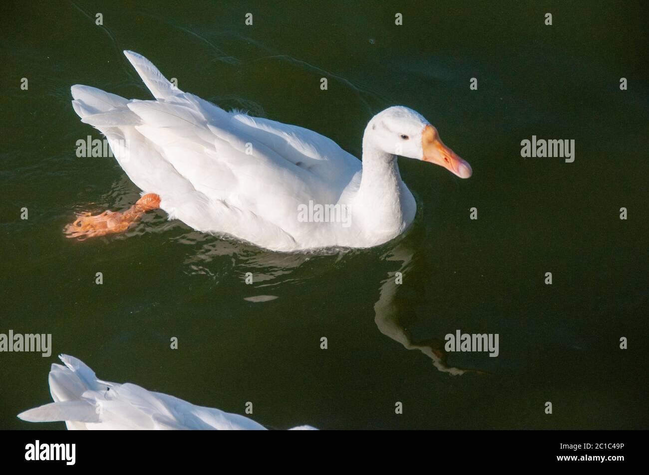 ducks are swimming on the nakki lake of mount abu Stock Photo