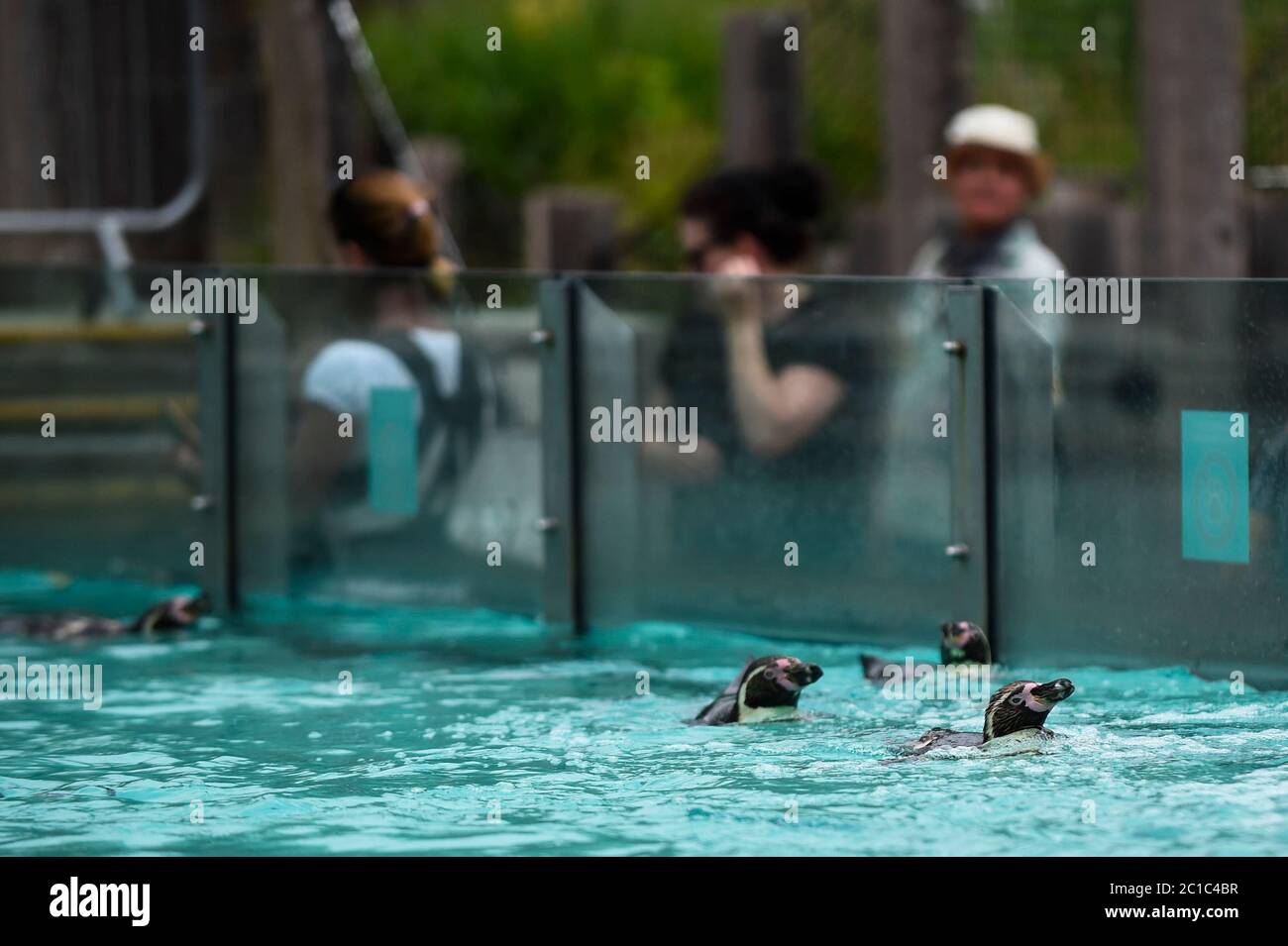 Relaxed penguins hi-res stock photography and images - Alamy