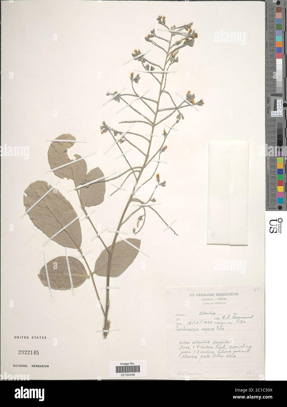 Lonchocarpus capassa Rolfe Lonchocarpus capassa Rolfe. Stock Photo
