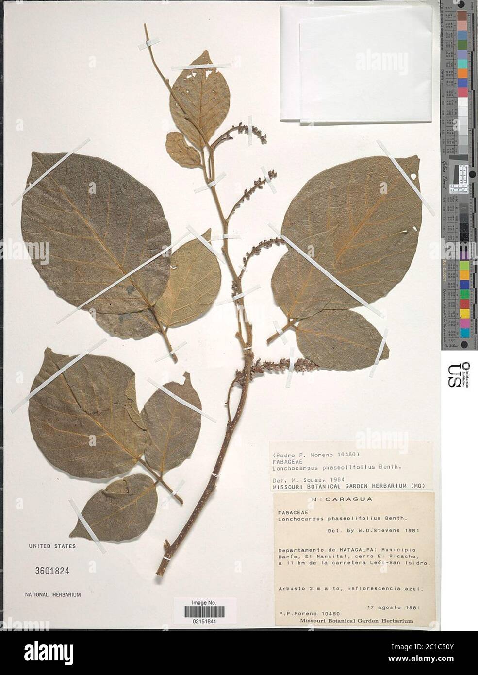 Lonchocarpus phaseolifolius Benth Lonchocarpus phaseolifolius Benth. Stock Photo