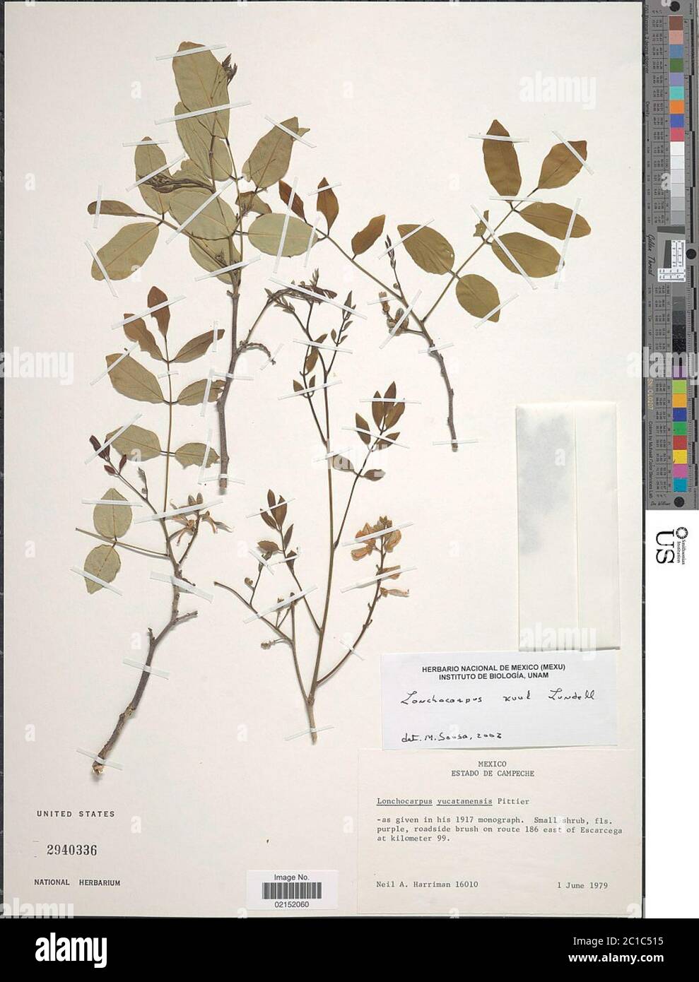 Lonchocarpus xuul Lundell Lonchocarpus xuul Lundell. Stock Photo
