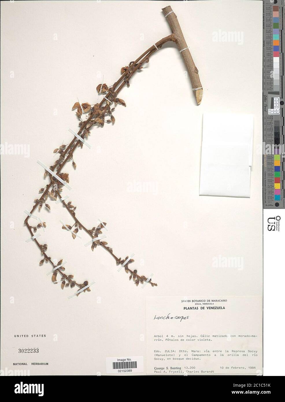 Lonchocarpus sp Lonchocarpus sp. Stock Photo