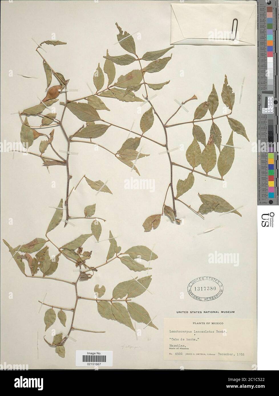 Lonchocarpus lanceolatus Lonchocarpus lanceolatus. Stock Photo