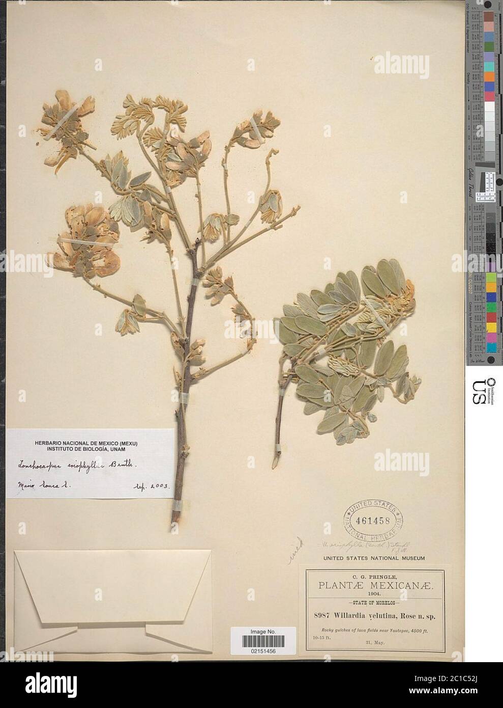Lonchocarpus eriophyllus Benth Lonchocarpus eriophyllus Benth. Stock Photo