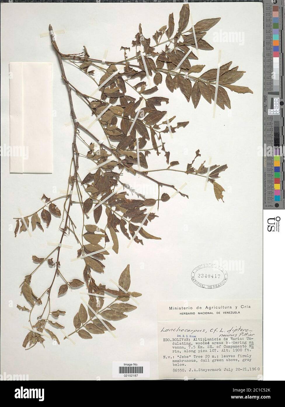Lonchocarpus dipteroneurus Pittier Lonchocarpus dipteroneurus Pittier. Stock Photo
