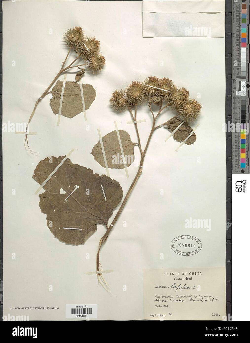 Arctium lappa Arctium lappa Stock Photo - Alamy