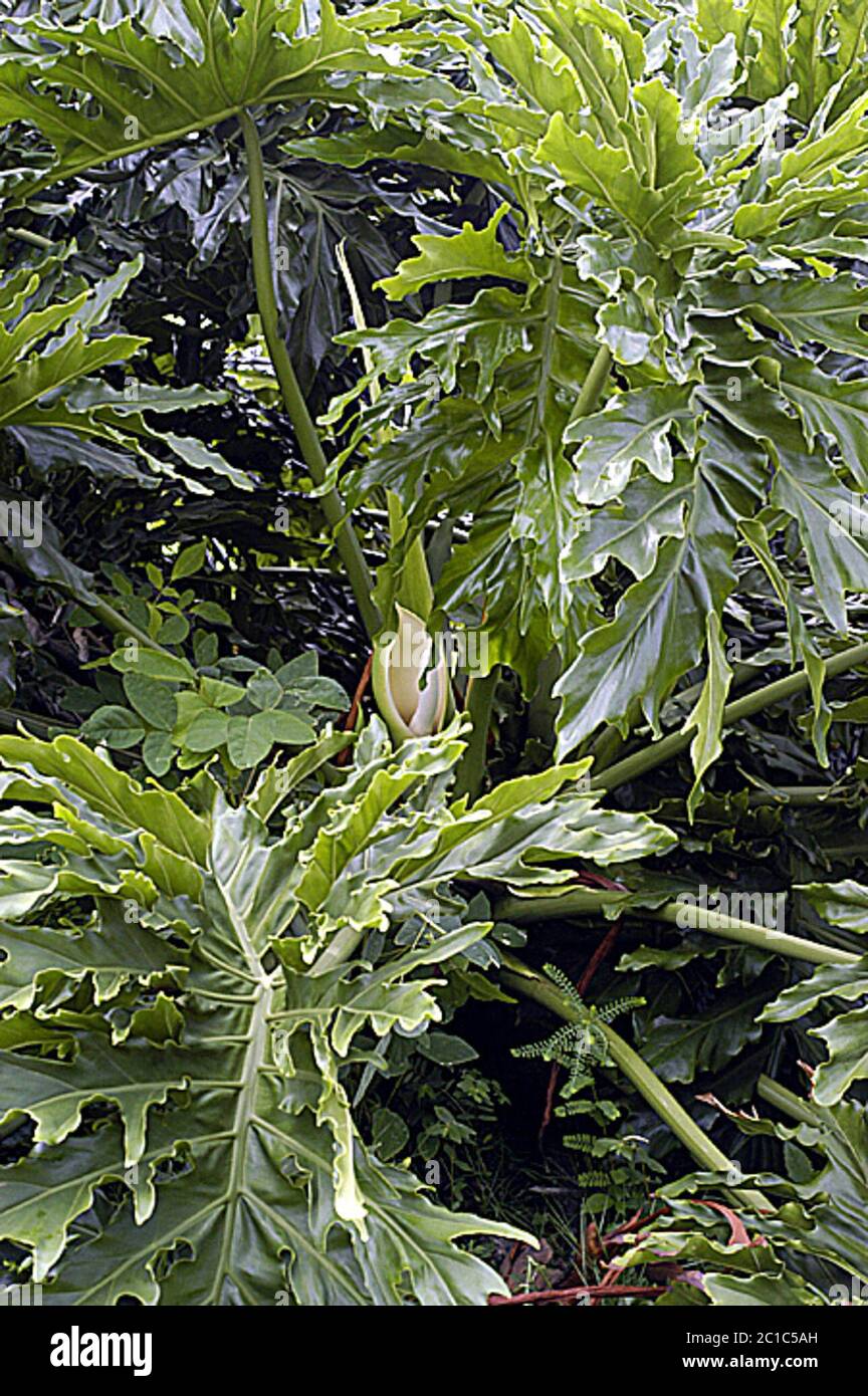 Philodendron pinnatifidum Jacq Schott Philodendron pinnatifidum Jacq Schott. Stock Photo
