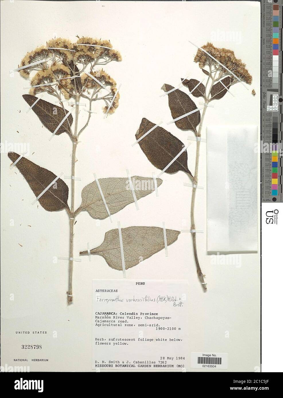 Ferreyranthus verbascifolius Kunth H Rob Brettell Ferreyranthus verbascifolius Kunth H Rob Brettell. Stock Photo