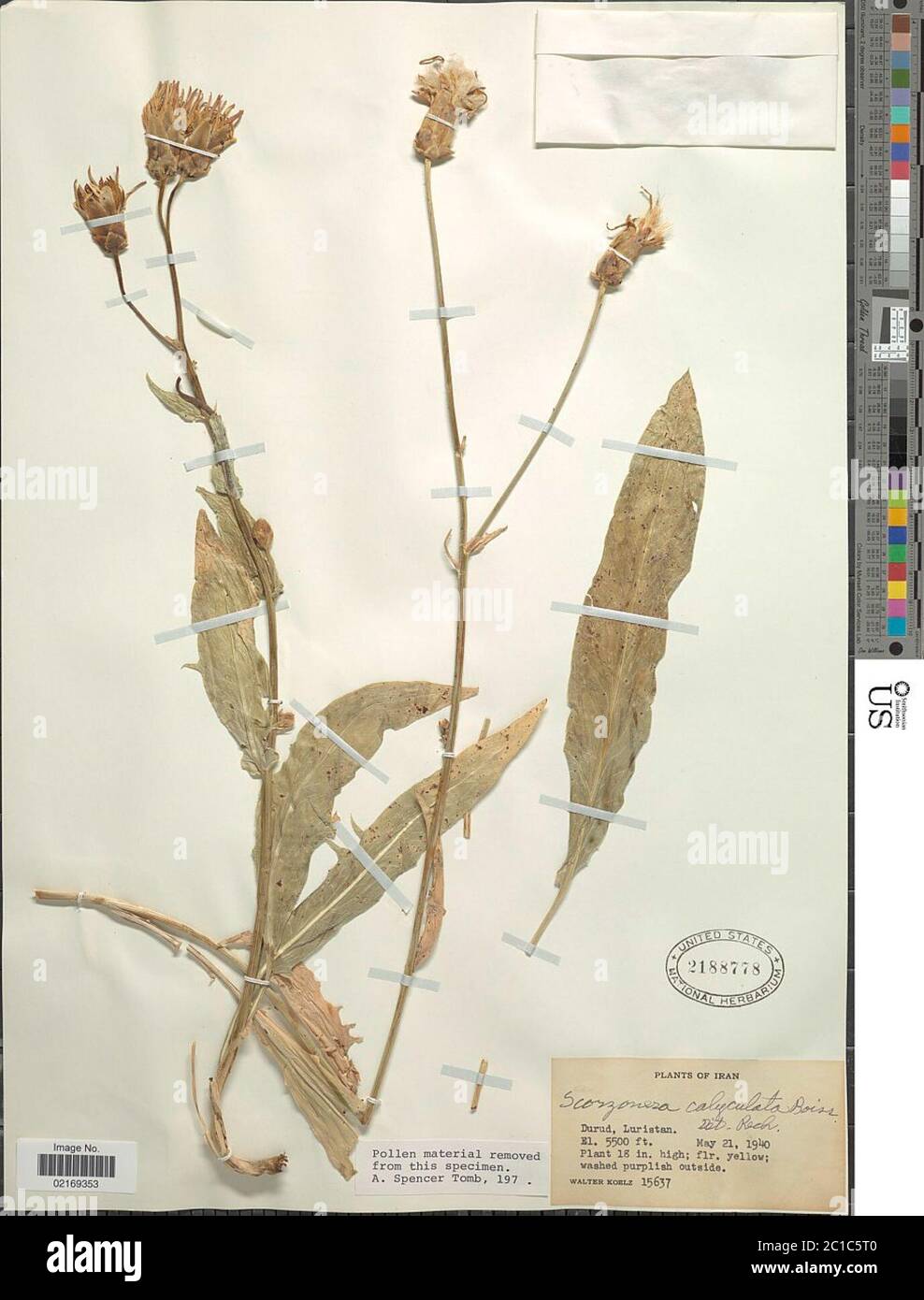 Scorzonera calyculata Boiss Scorzonera calyculata Boiss. Stock Photo