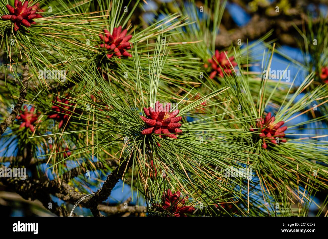 Ponderosa Pine Tree With New Male Pinecones Stock Photo