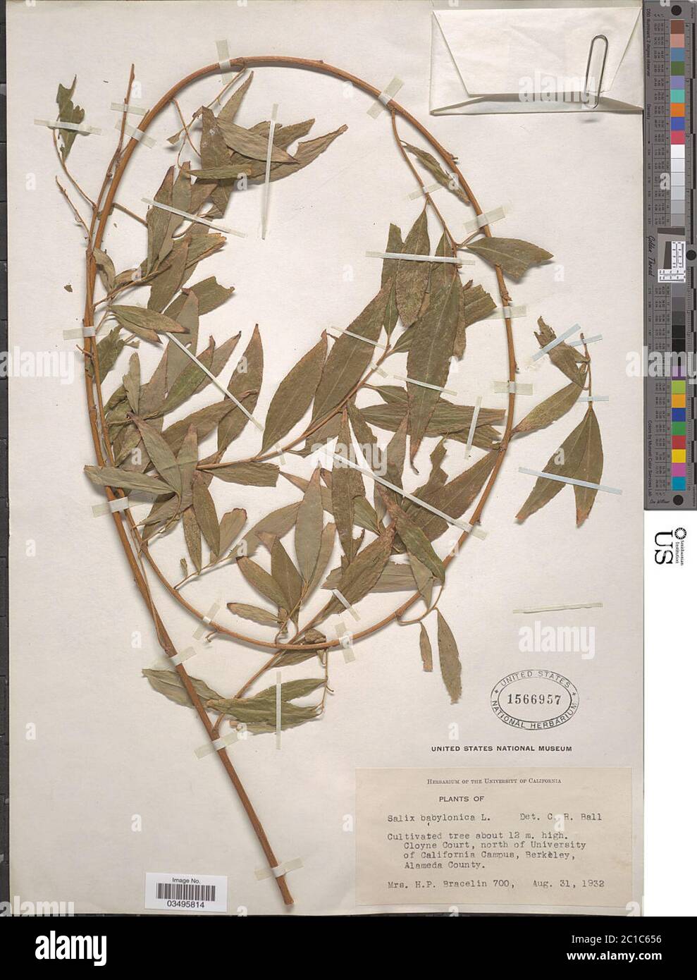 Salix babylonica L Salix babylonica L Stock Photo Alamy