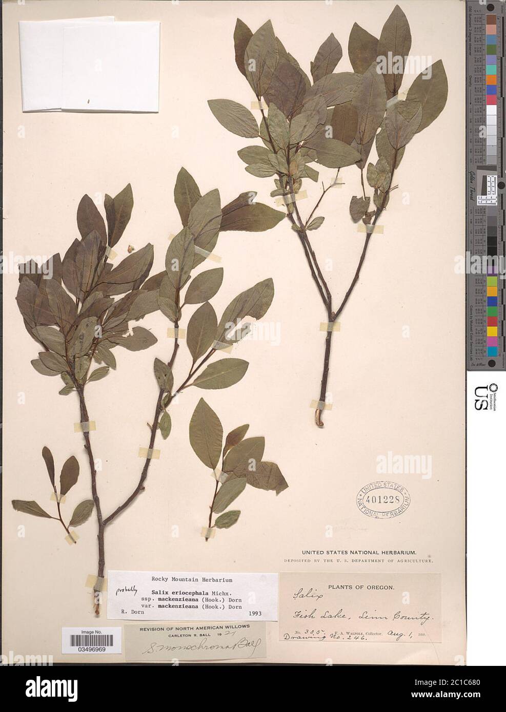 Salix eriocephala subsp mackenziena var mackenzieana Salix eriocephala subsp mackenziena var mackenzieana. Stock Photo