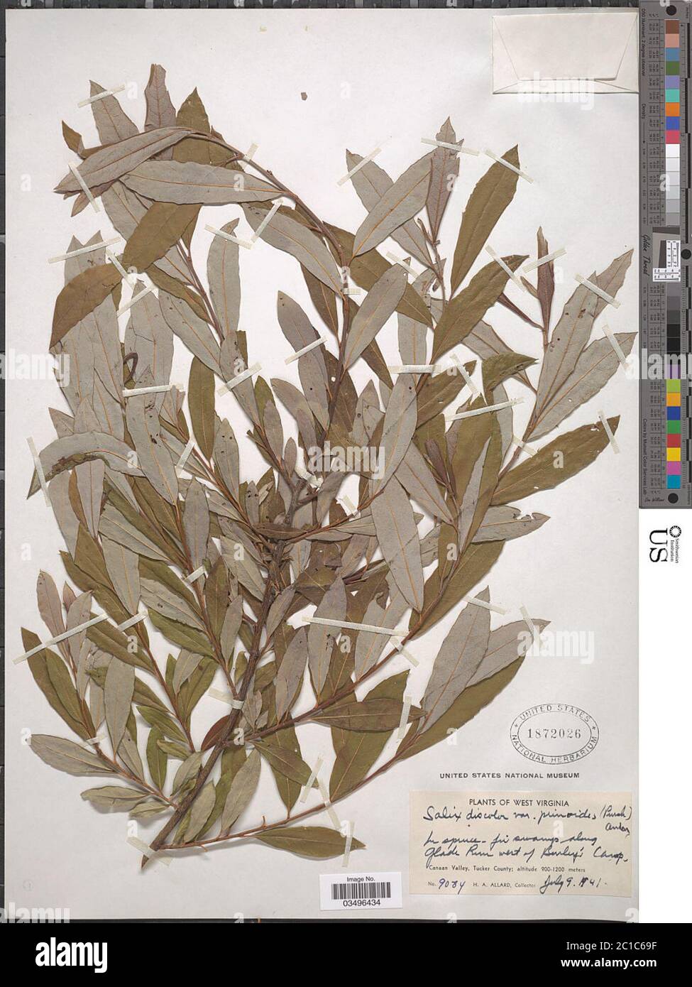Salix daphnoides Vill Salix daphnoides Vill. Stock Photo