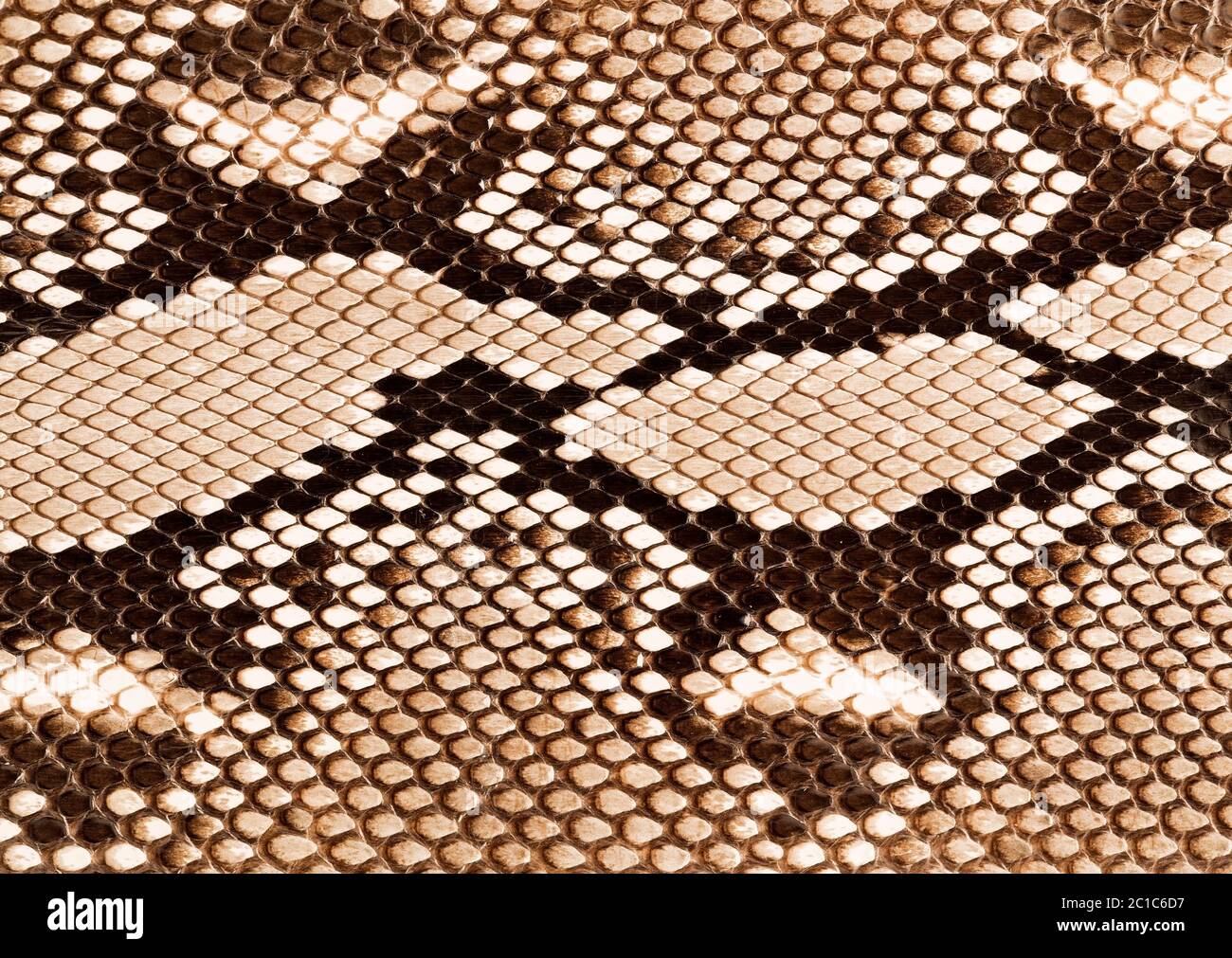 Snake skin texture close up Stock Photo