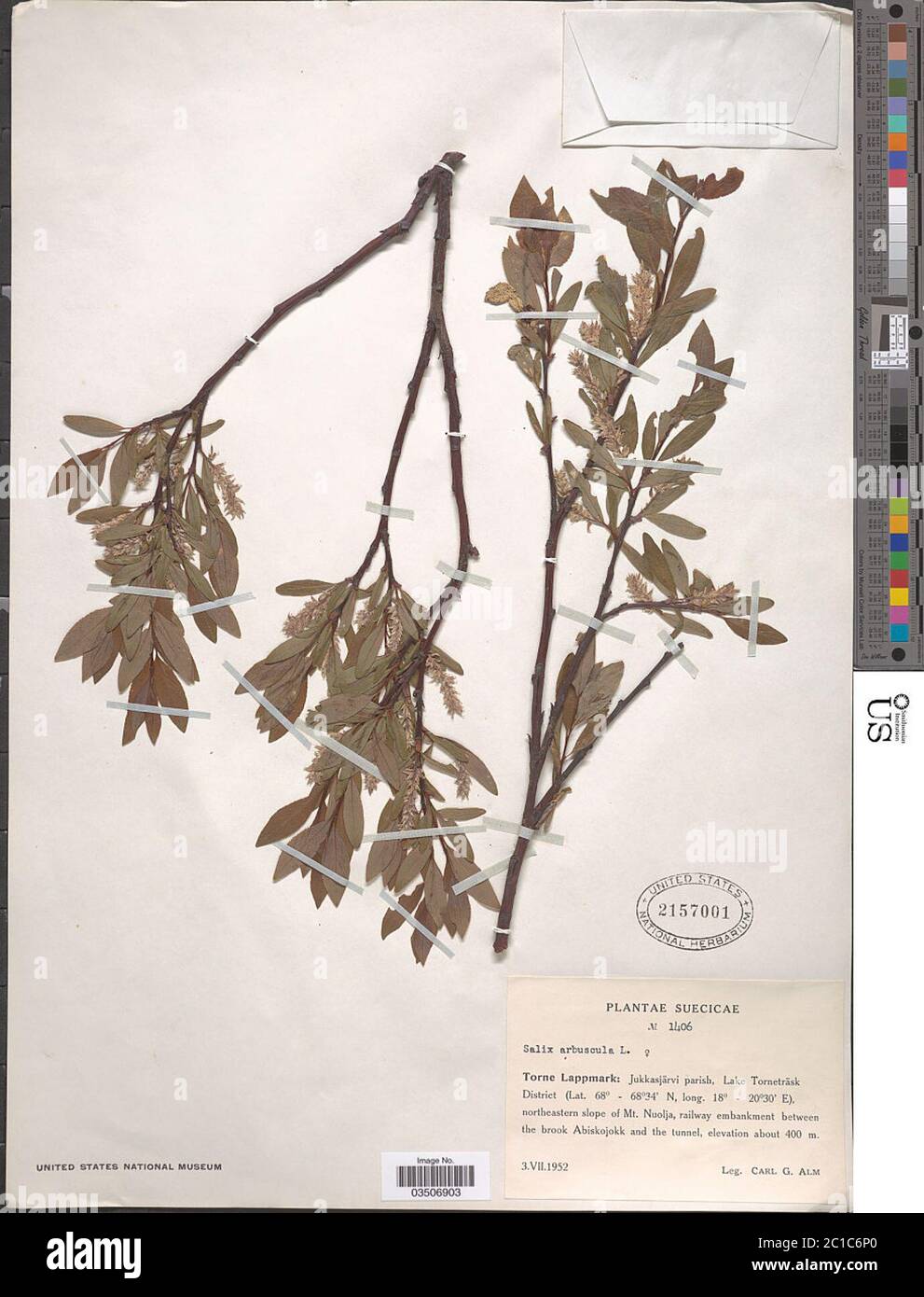 Salix arbuscula L Salix arbuscula L. Stock Photo
