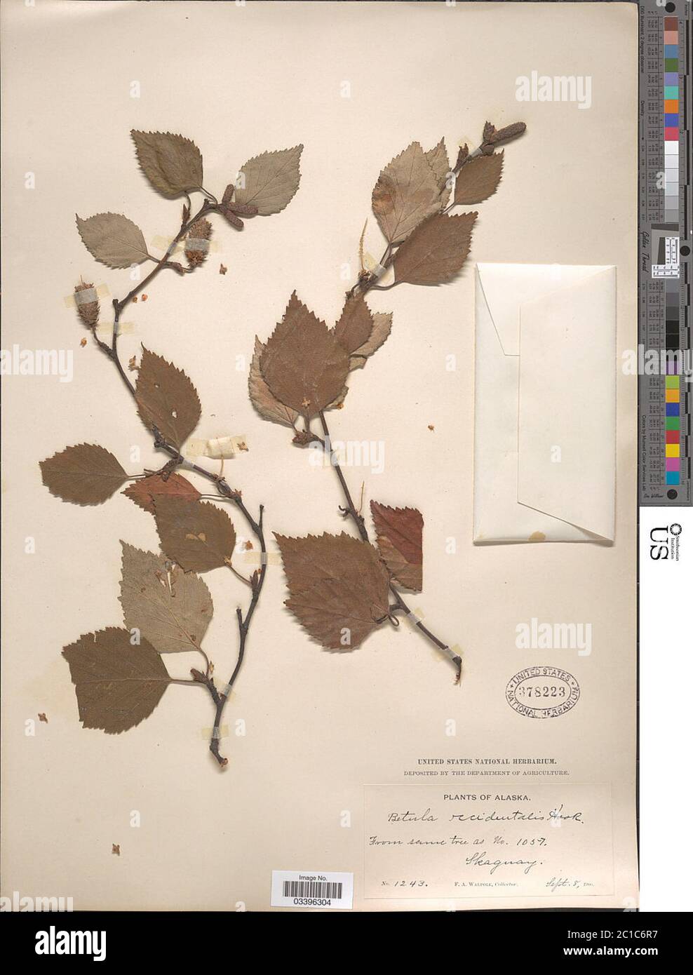 Betula occidentalis Betula occidentalis. Stock Photo