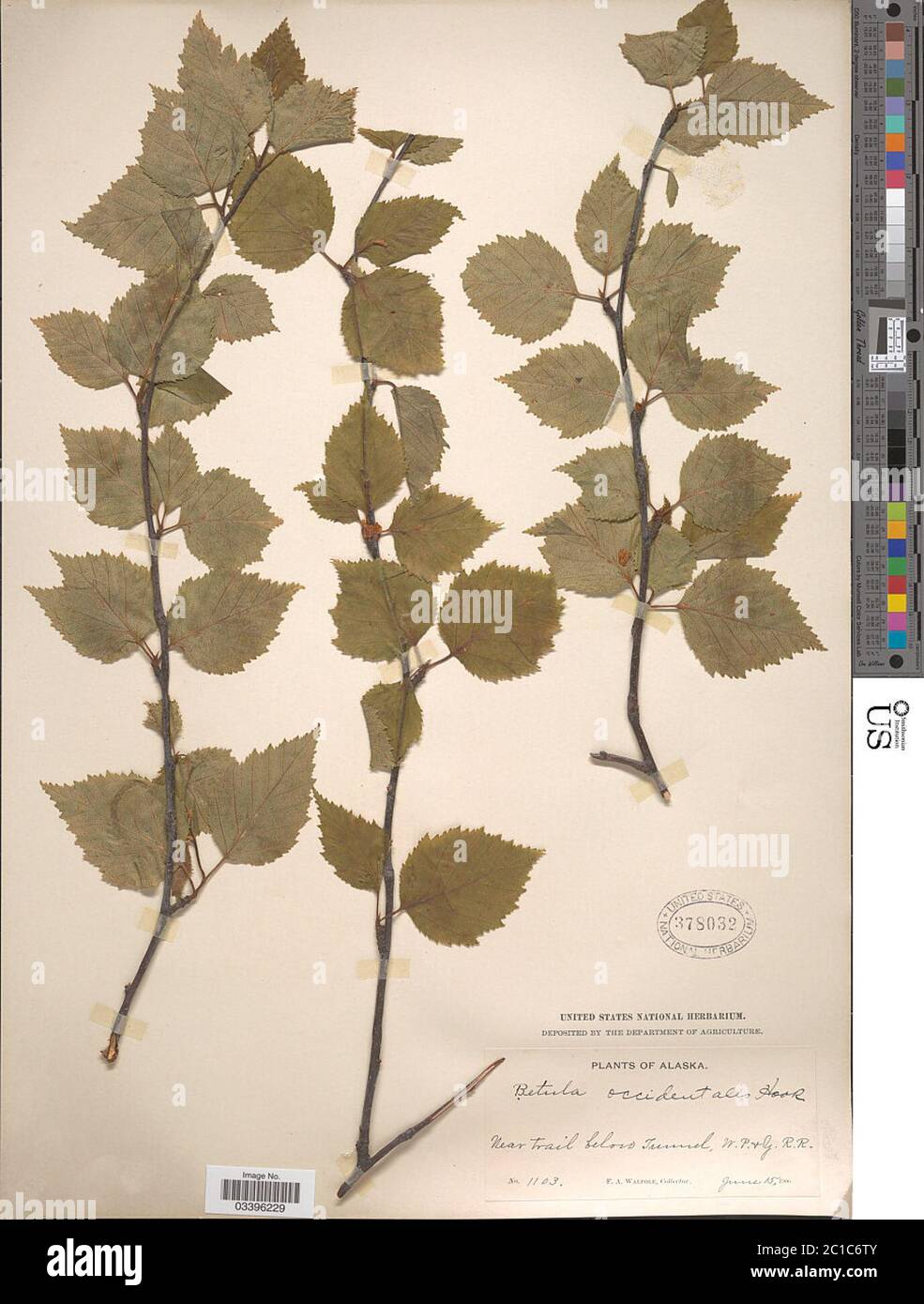 Betula occidentalis Betula occidentalis. Stock Photo