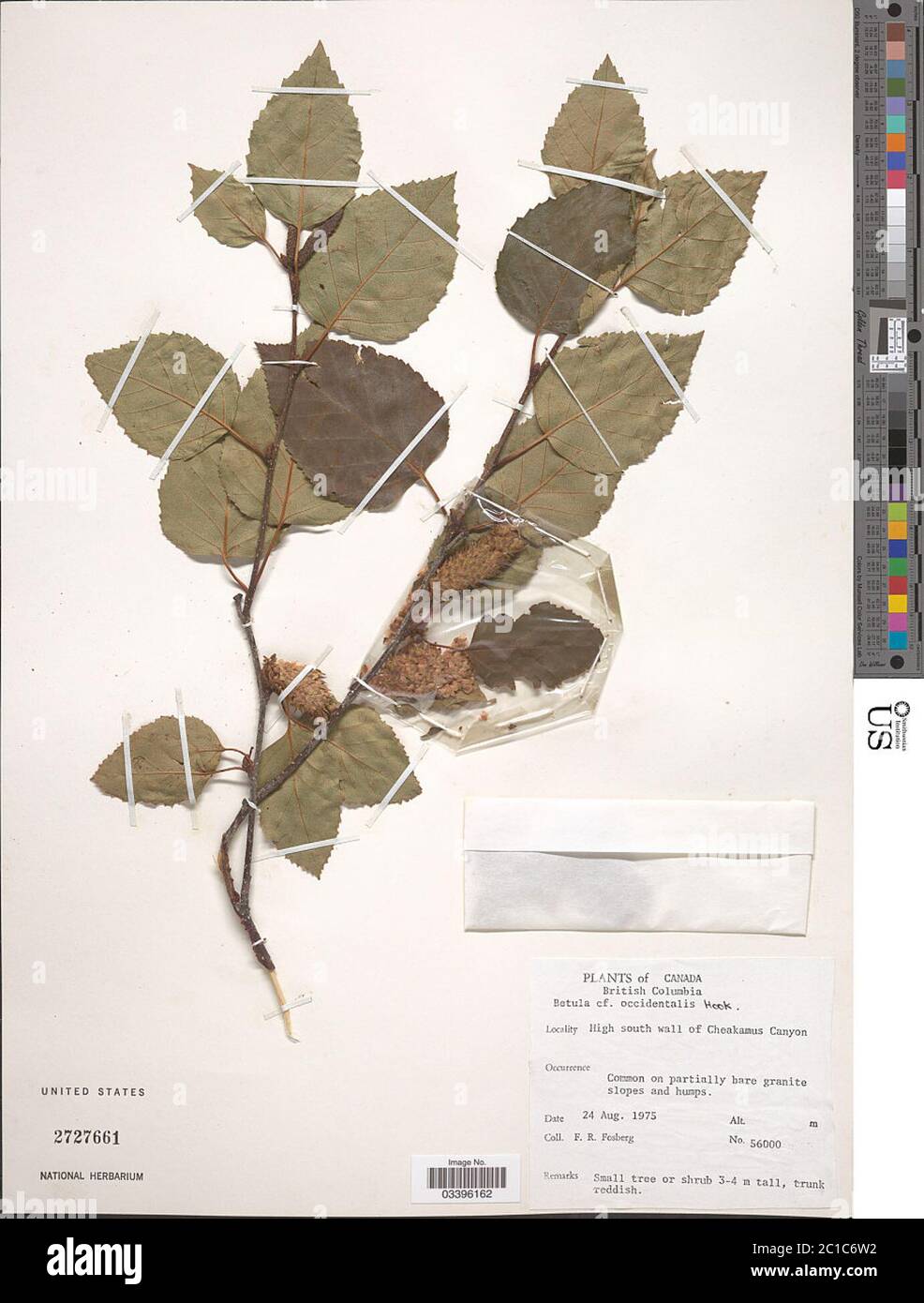 Betula occidentalis var fecunda Fernald Betula occidentalis var fecunda Fernald. Stock Photo