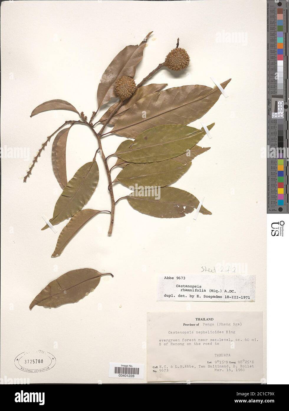 Castanopsis rhamnifolia Miq A DC Castanopsis rhamnifolia Miq A DC. Stock Photo