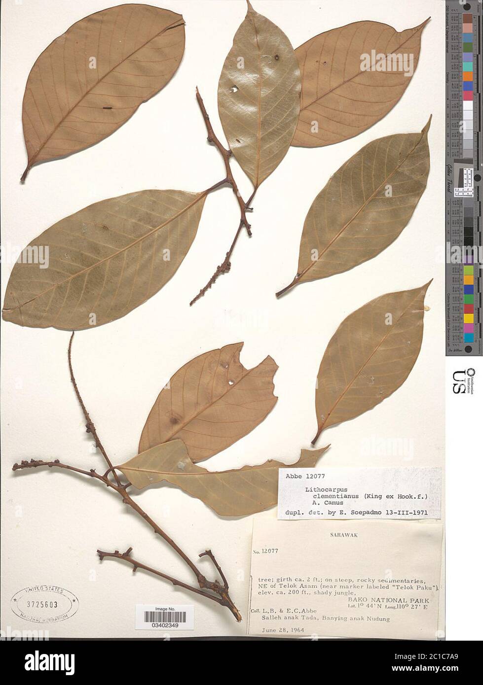 Lithocarpus clementianus King ex Hook f A Camus Lithocarpus clementianus King ex Hook f A Camus. Stock Photo