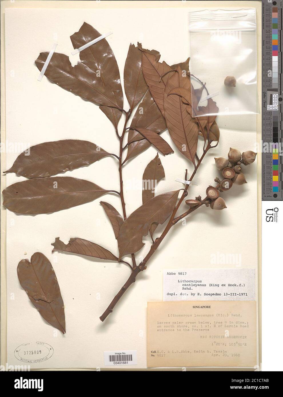Lithocarpus cantleyanus RM King ex Hook f Rehder Lithocarpus cantleyanus RM King ex Hook f Rehder. Stock Photo