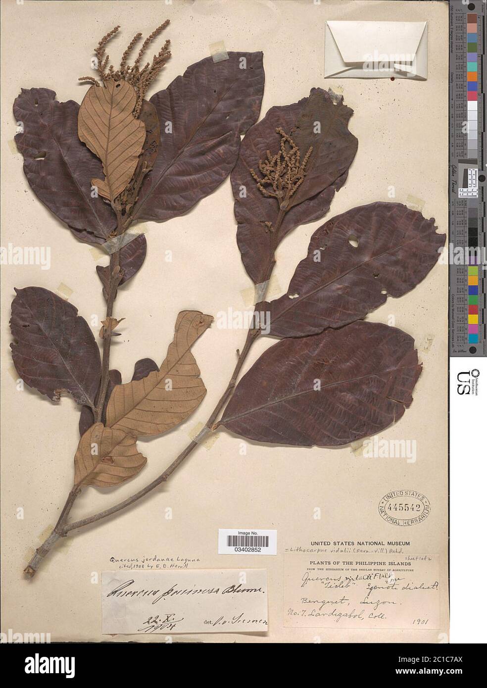 Lithocarpus vidalii FernVill Rehder Lithocarpus vidalii FernVill Rehder. Stock Photo