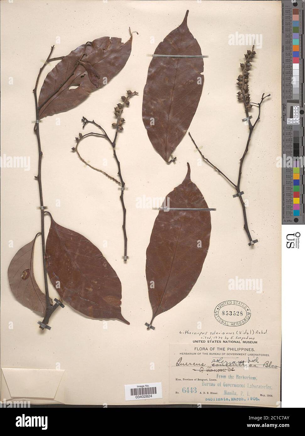 Lithocarpus solerianus Vidal Rehder Lithocarpus solerianus Vidal Rehder. Stock Photo