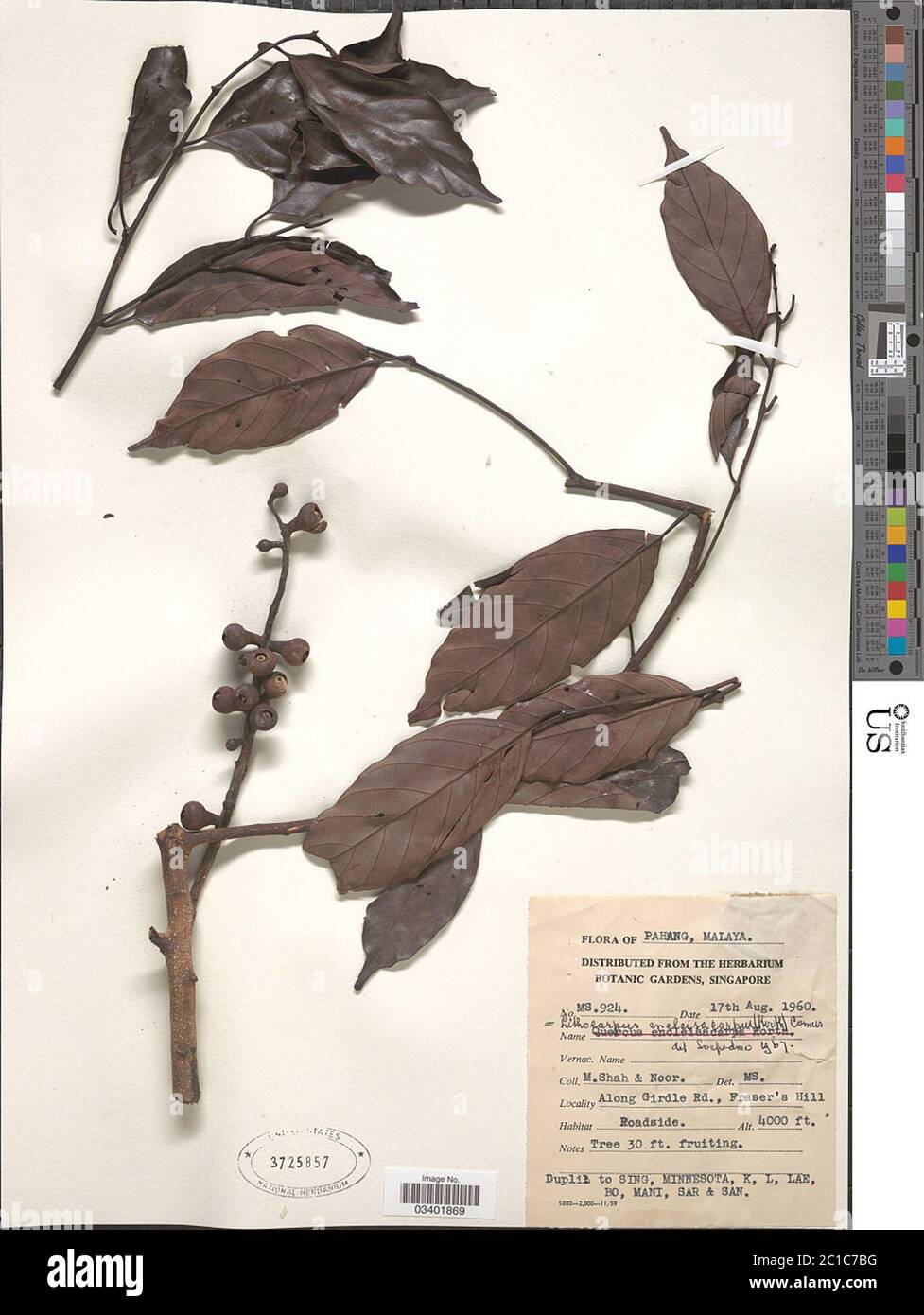 Lithocarpus encleisocarpus Korth A Camus Lithocarpus encleisocarpus Korth A Camus. Stock Photo
