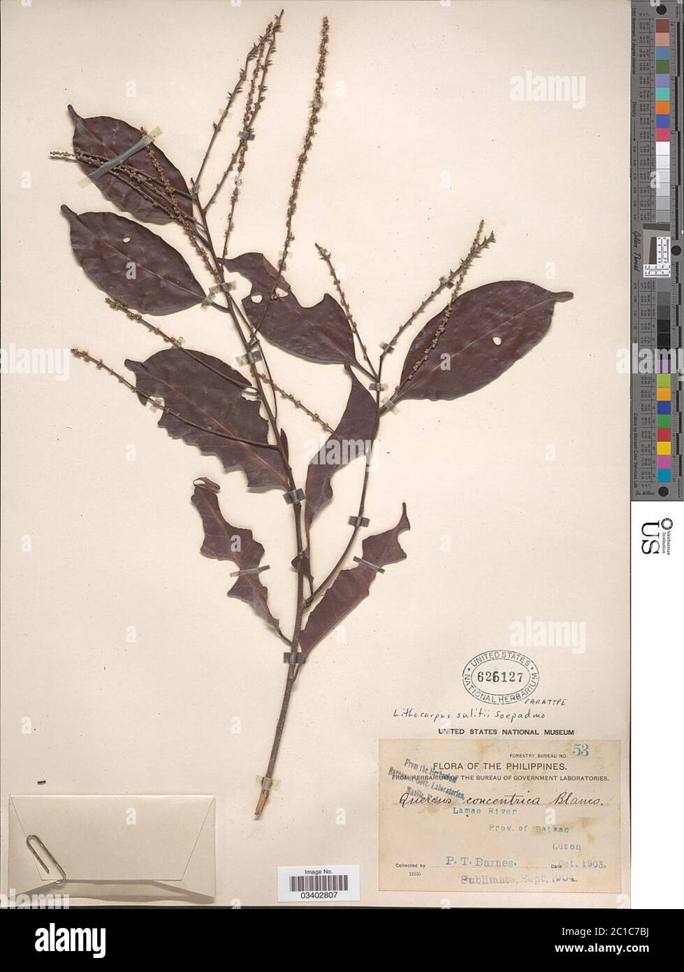 Lithocarpus sulitii Soepadmo Lithocarpus sulitii Soepadmo. Stock Photo
