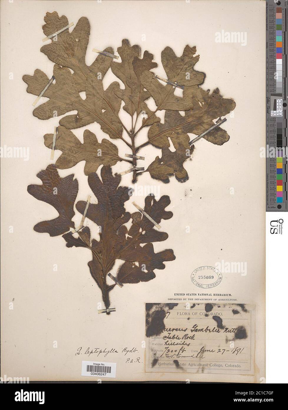 Quercus leptophylla Quercus leptophylla. Stock Photo