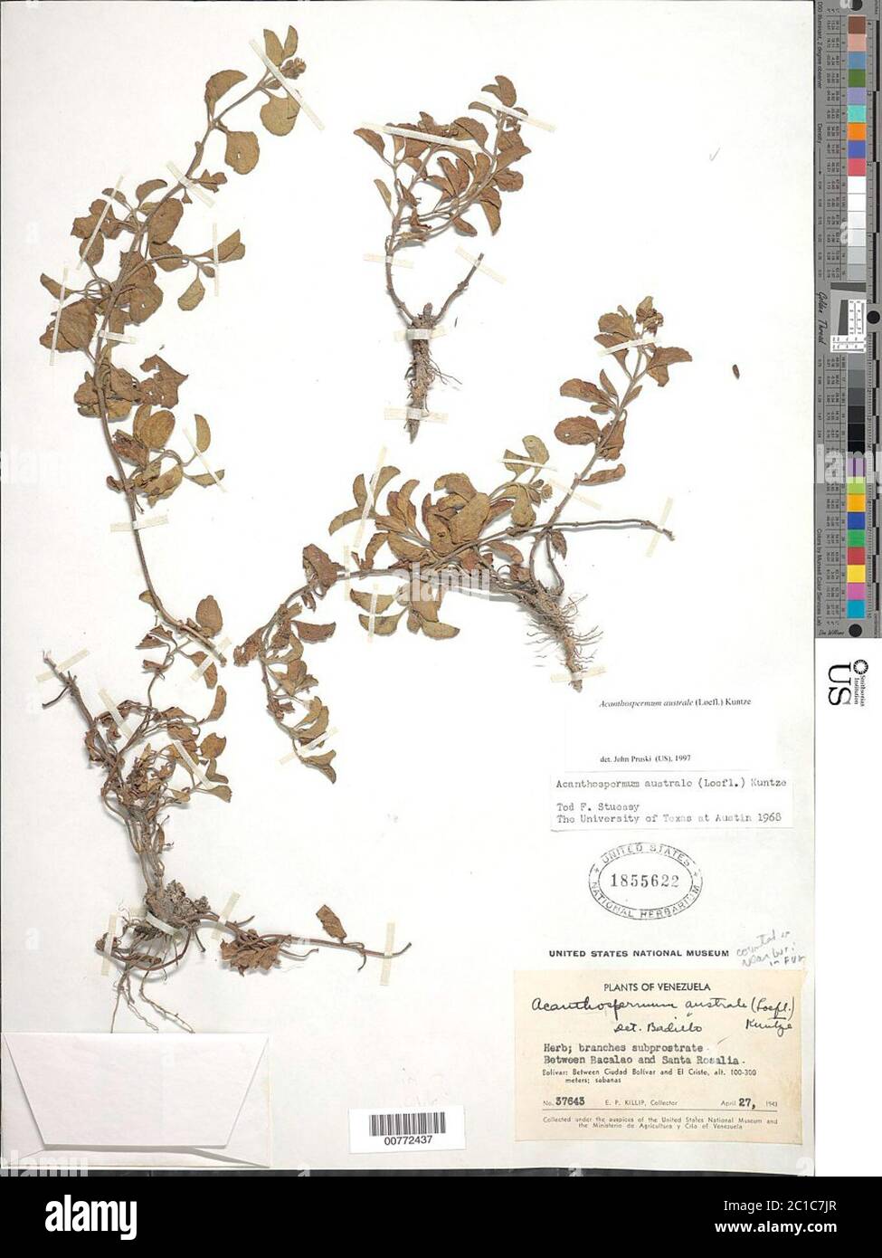 Acanthospermum australe Loefl Kuntze Acanthospermum australe Loefl Kuntze. Stock Photo