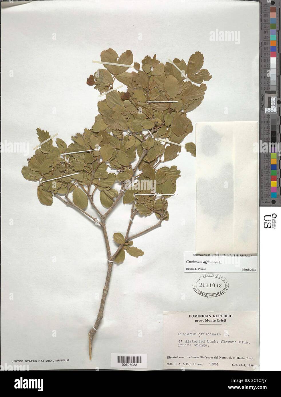 Guaiacum officinale L Guaiacum officinale L Stock Photo - Alamy