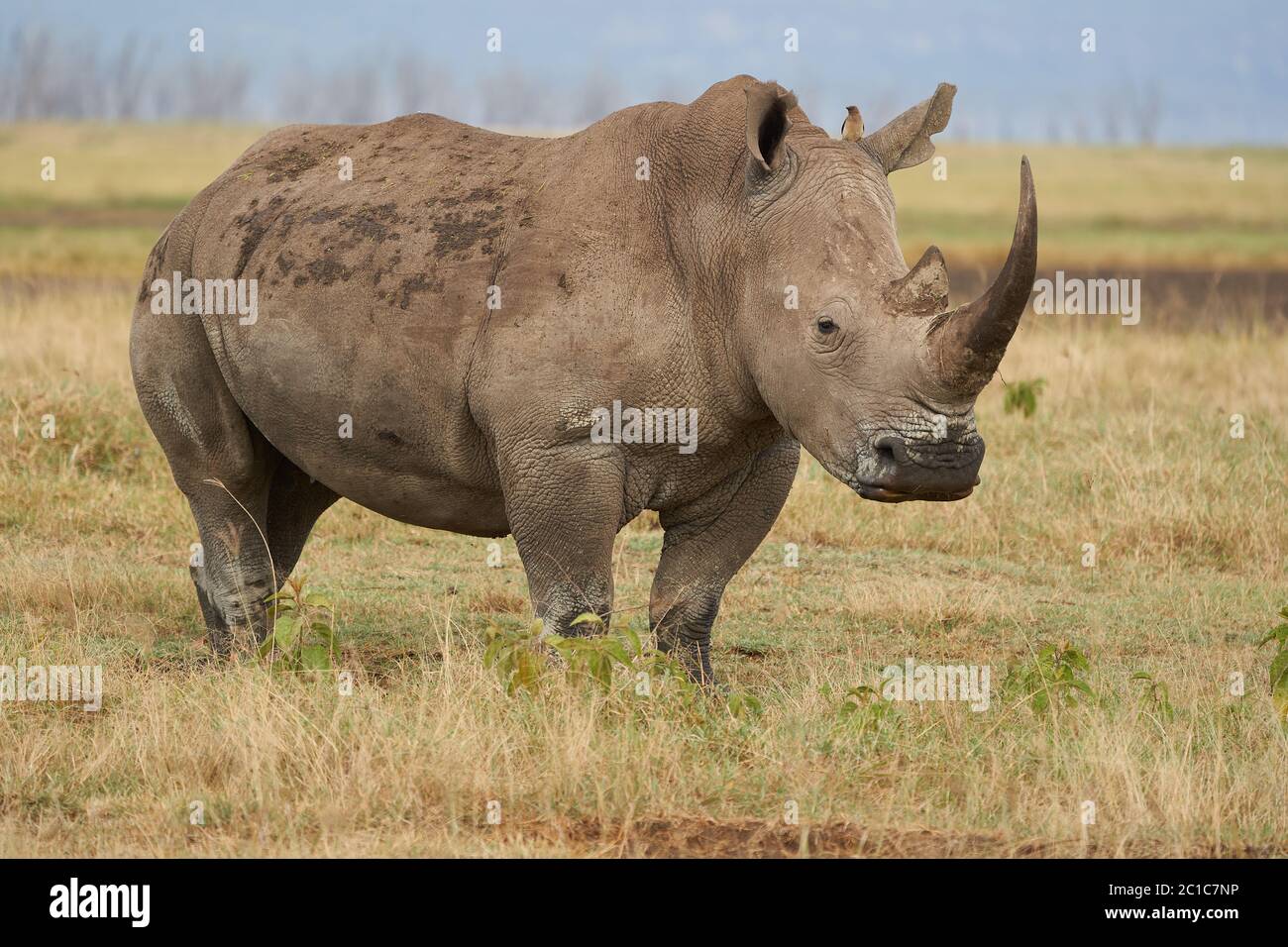 Rhino - Rhinoceros with Bird White rhinoceros Square-lipped rhinoceros Ceratotherium simum  Stock Photo