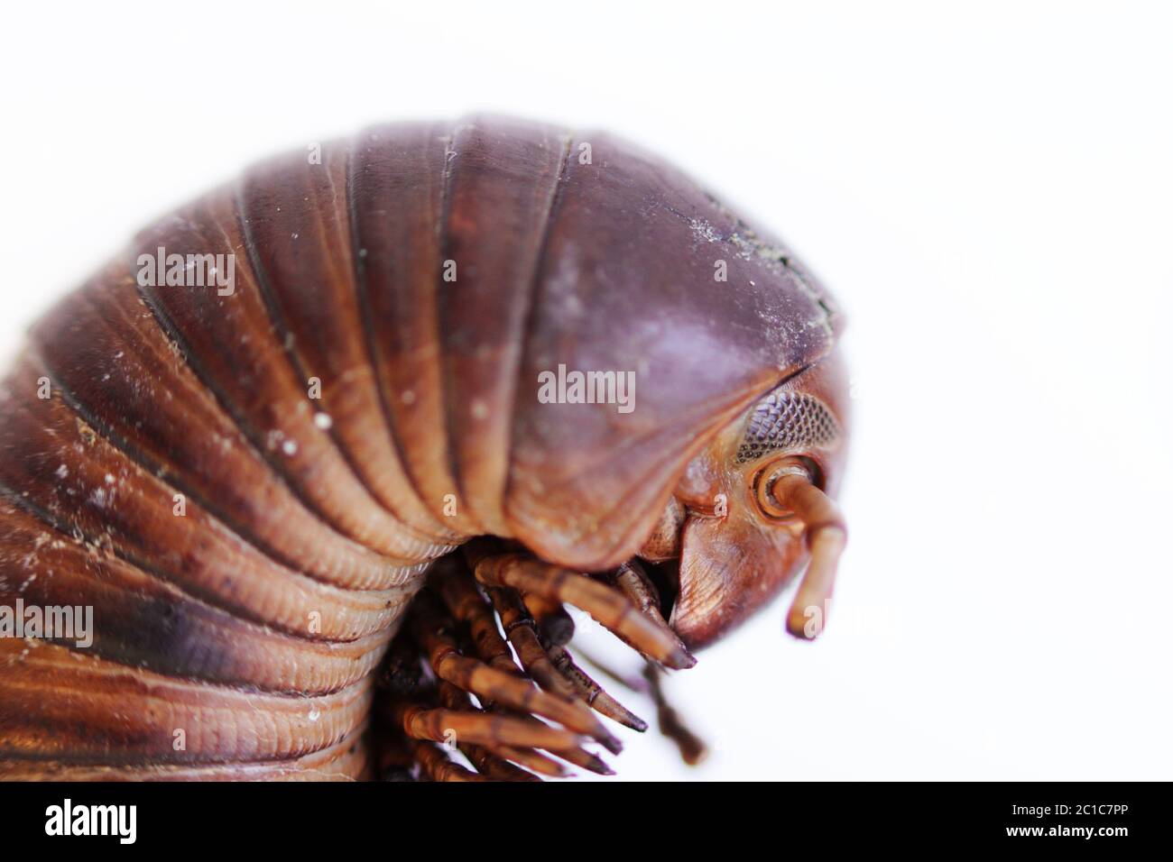 Millipede head hi-res stock photography and images - Alamy