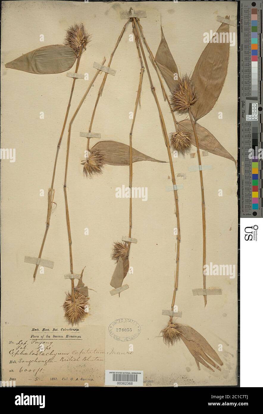 Cephalostachyum capitatum Munro Cephalostachyum capitatum Munro Stock