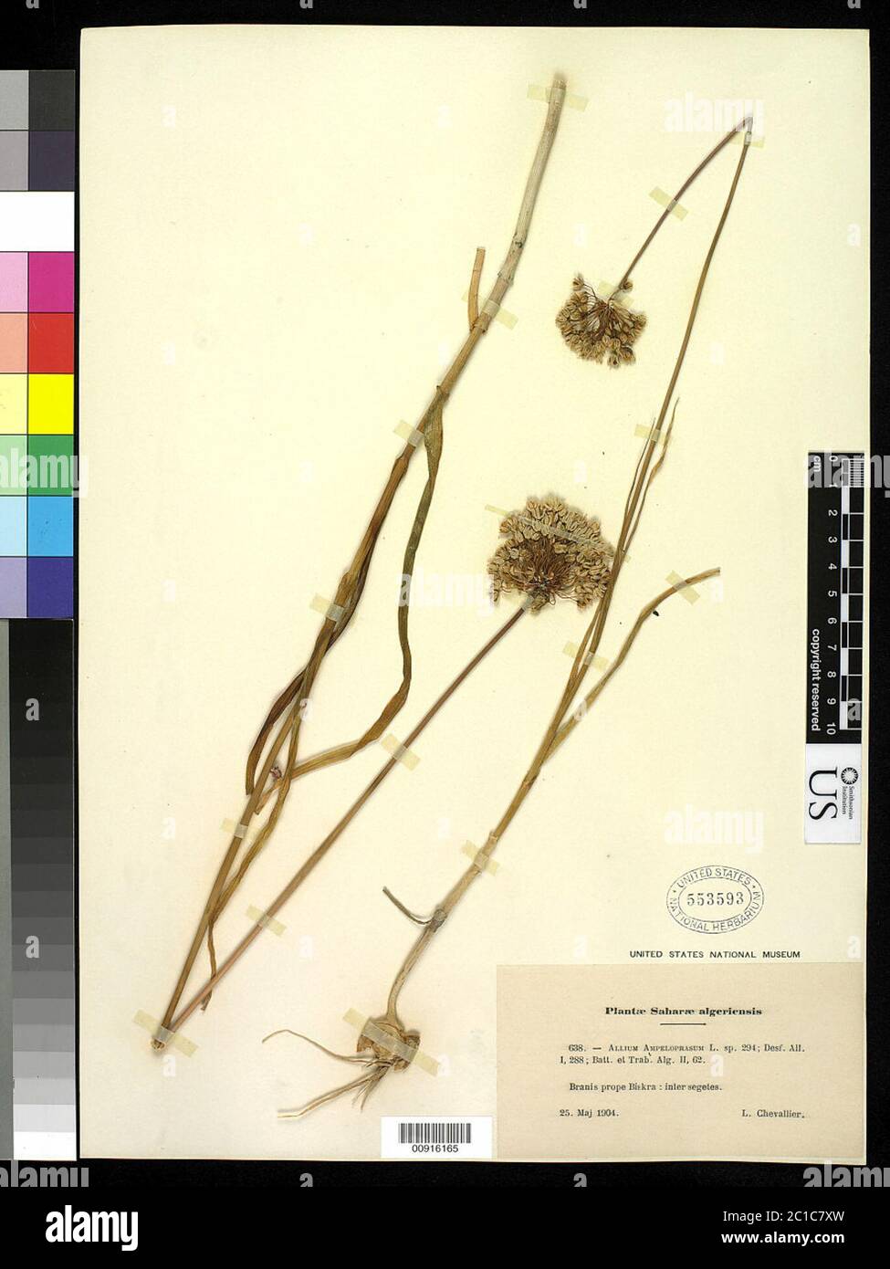 Allium ampeloprasum Allium ampeloprasum Stock Photo Alamy