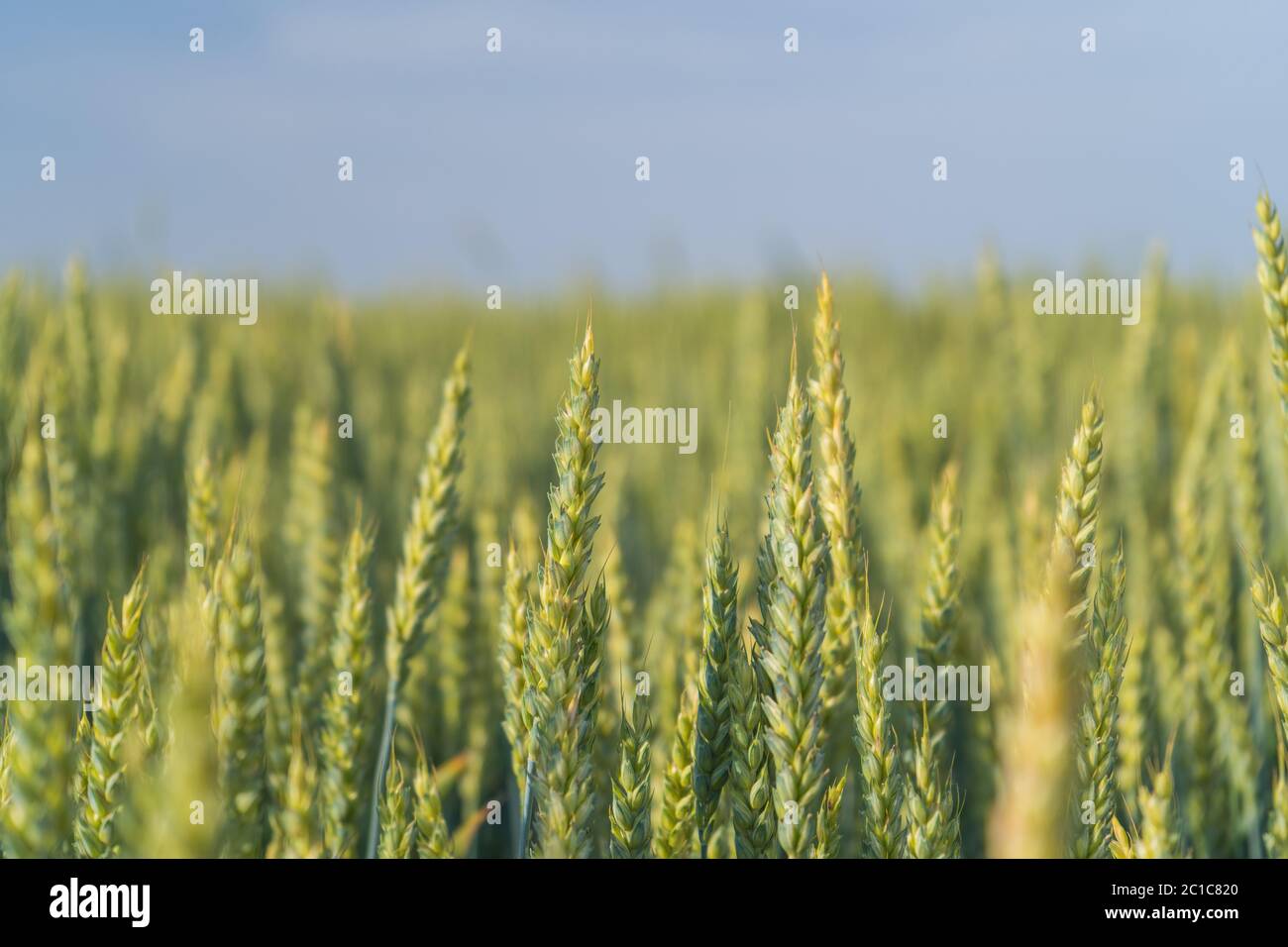 Spring Wheat Field Green, spring, Wheat Field with Soft Selective Focus Stock Photo - Alamy